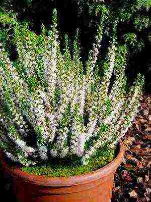 the best varieties of heathers