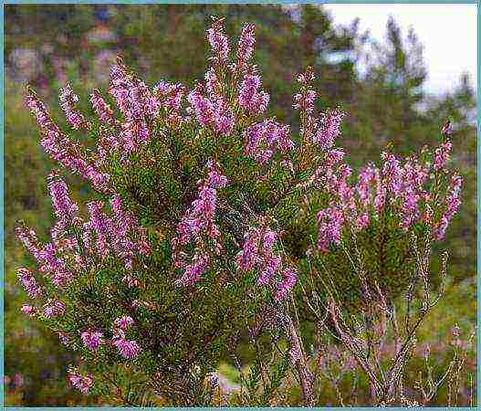 the best varieties of heathers