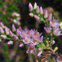 the best varieties of heathers