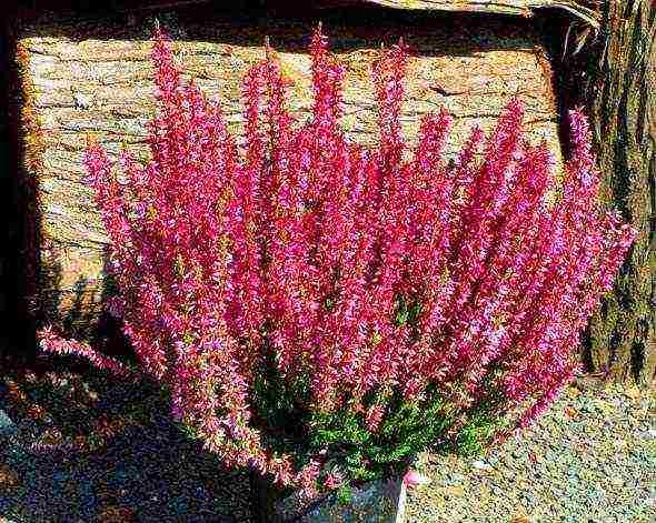 the best varieties of heathers