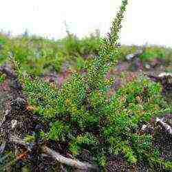 the best varieties of heathers