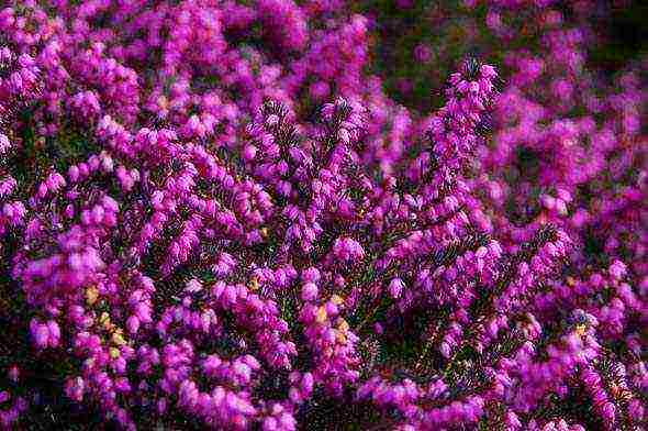 the best varieties of heathers