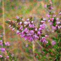 the best varieties of heathers