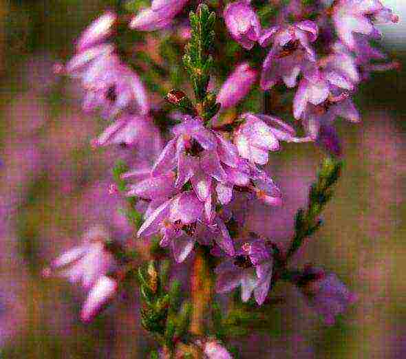 the best varieties of heathers