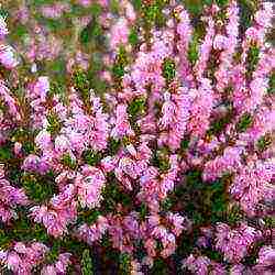 the best varieties of heathers