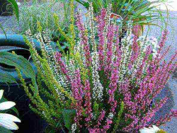 the best varieties of heathers