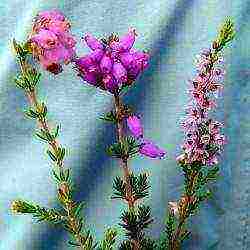 the best varieties of heathers