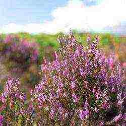 the best varieties of heathers