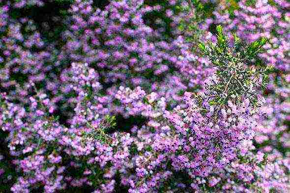 the best varieties of heathers