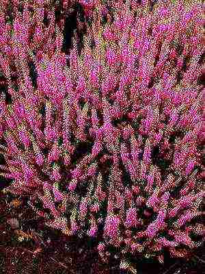 the best varieties of heathers