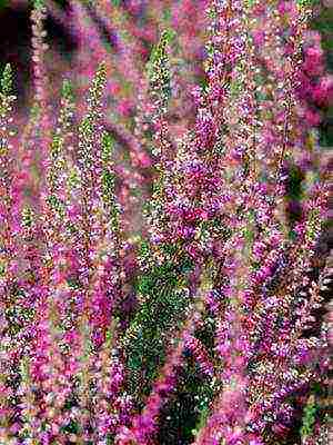 the best varieties of heathers