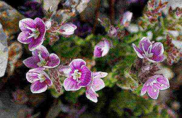 the best varieties of Veronica