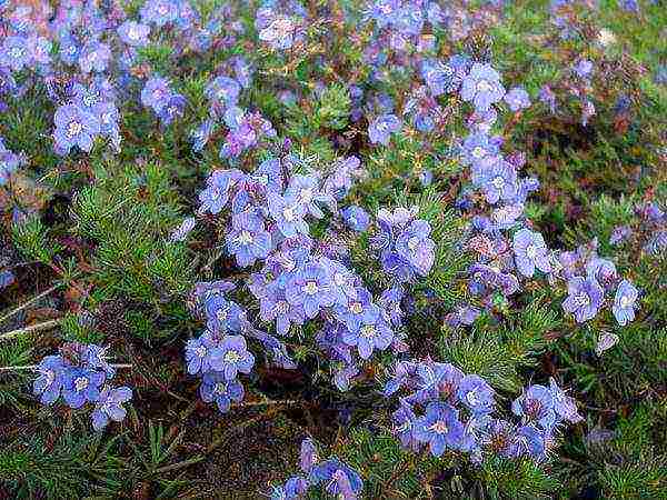 the best varieties of Veronica