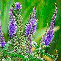 the best varieties of Veronica