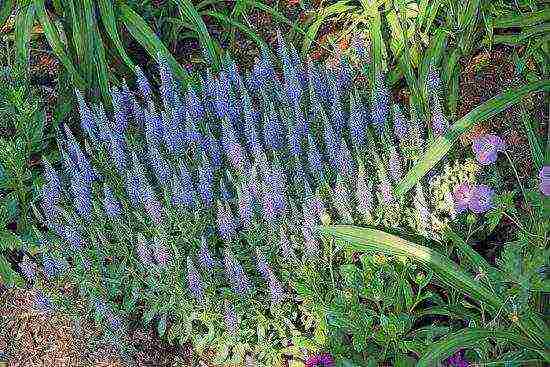 the best varieties of Veronica