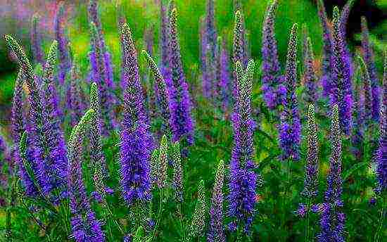 the best varieties of Veronica