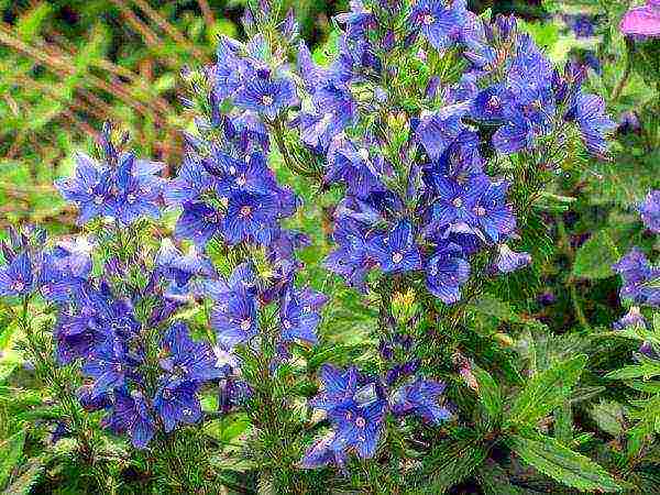 the best varieties of Veronica