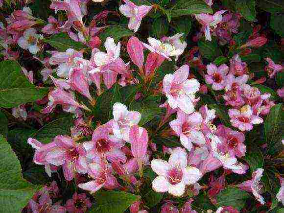 weigela พันธุ์ที่ดีที่สุด