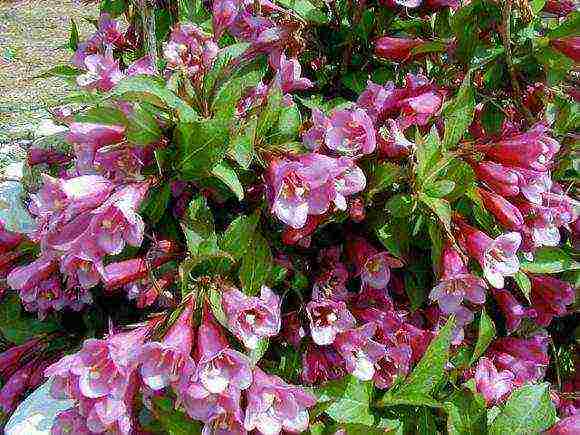 the best varieties of weigela