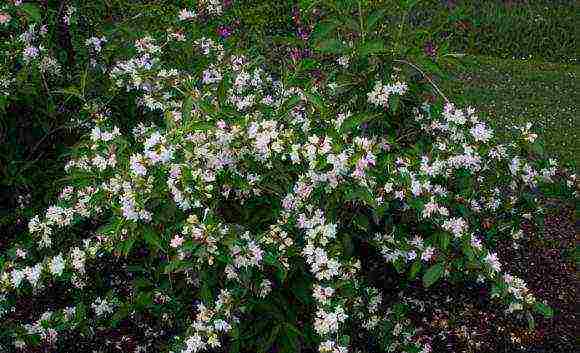 the best varieties of weigela