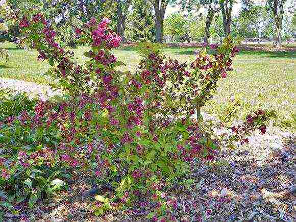 the best varieties of weigela