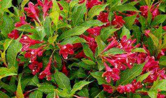 the best varieties of weigela