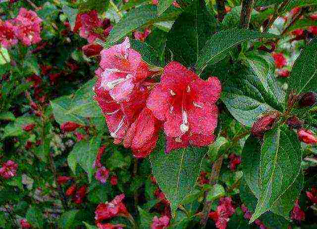 the best varieties of weigela