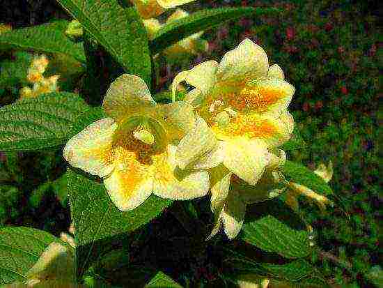 weigela พันธุ์ที่ดีที่สุด