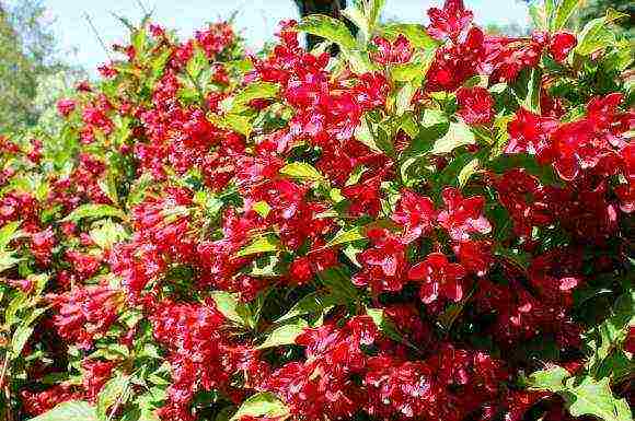 the best varieties of weigela