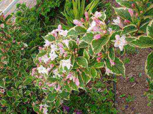 the best varieties of weigela