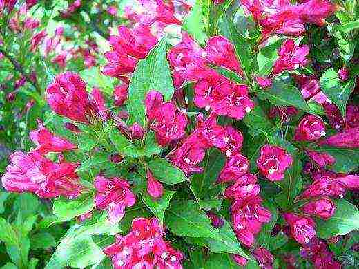 the best varieties of weigela