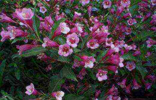 the best varieties of weigela