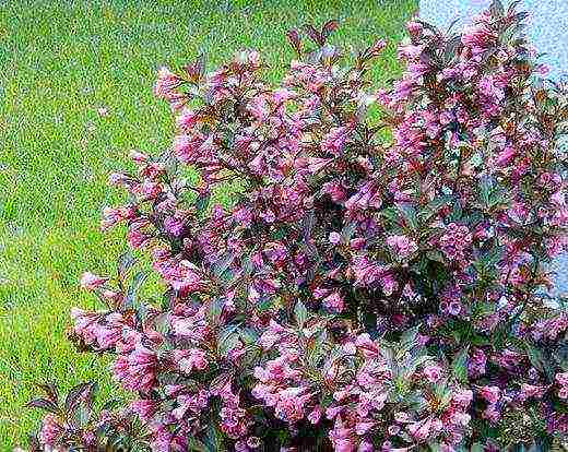 the best varieties of weigela