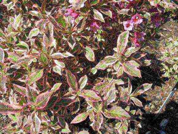 the best varieties of weigela