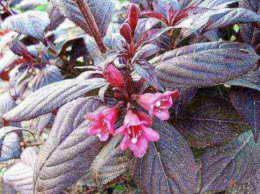 the best varieties of weigela