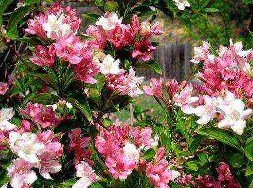 the best varieties of weigela