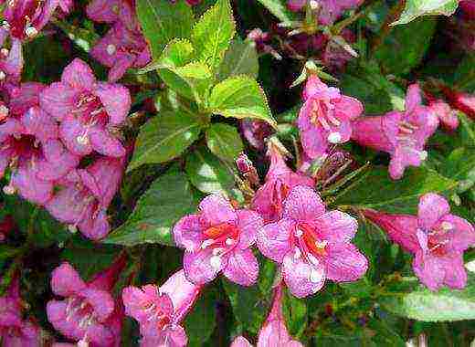 weigela พันธุ์ที่ดีที่สุด