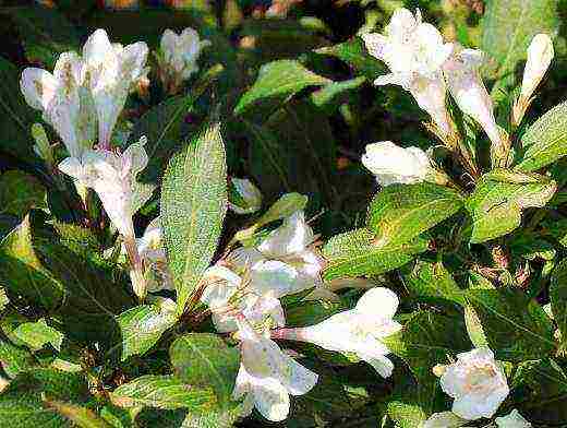 the best varieties of weigela