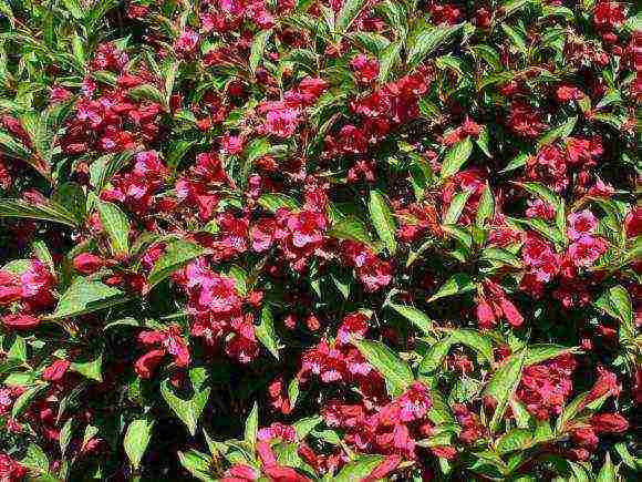 the best varieties of weigela