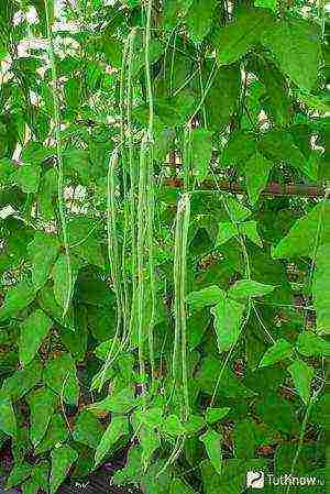 the best varieties of cowpea