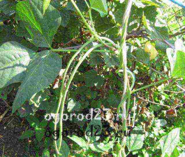 the best varieties of cowpea