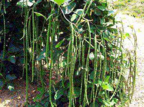 the best varieties of cowpea