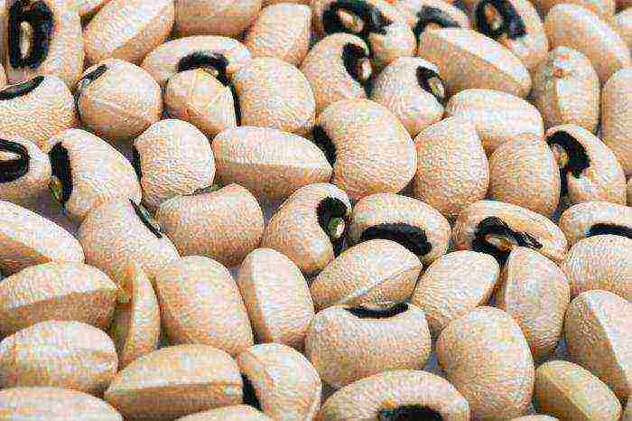 the best varieties of cowpea