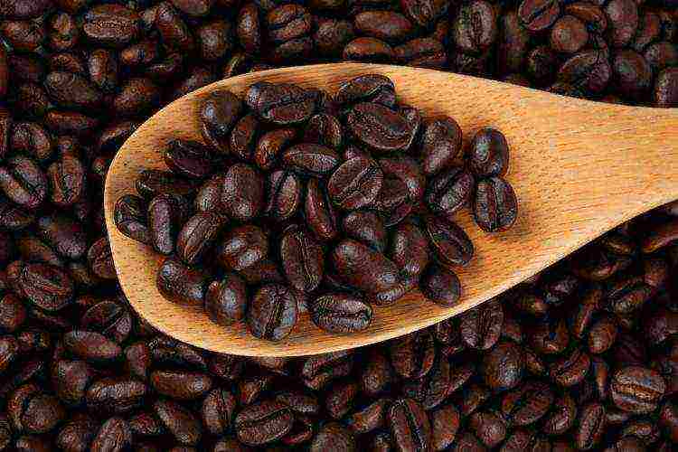 ang pinakamahusay na pagkakaiba-iba ng mga coffee beans