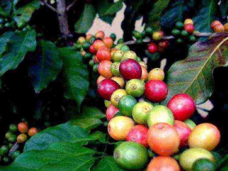 the best varieties of coffee beans