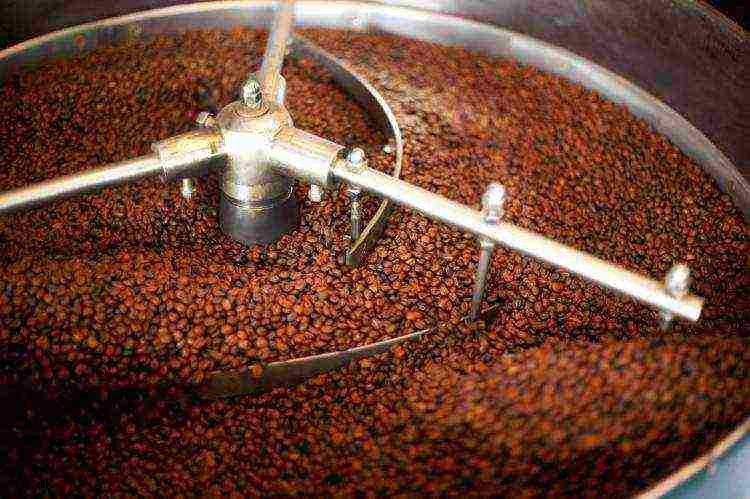 the best varieties of coffee beans