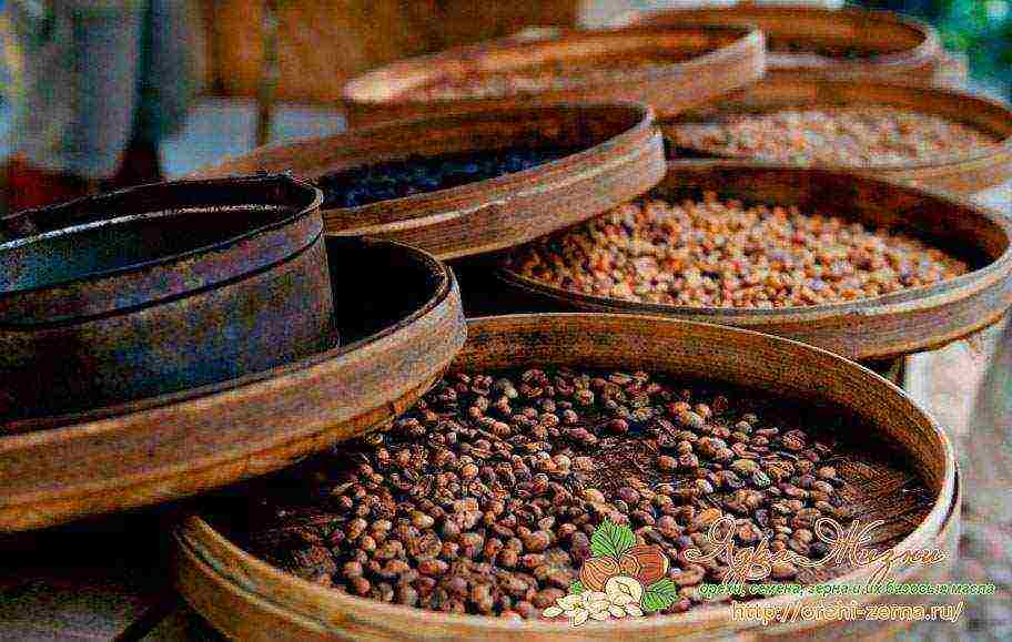 the best varieties of coffee beans