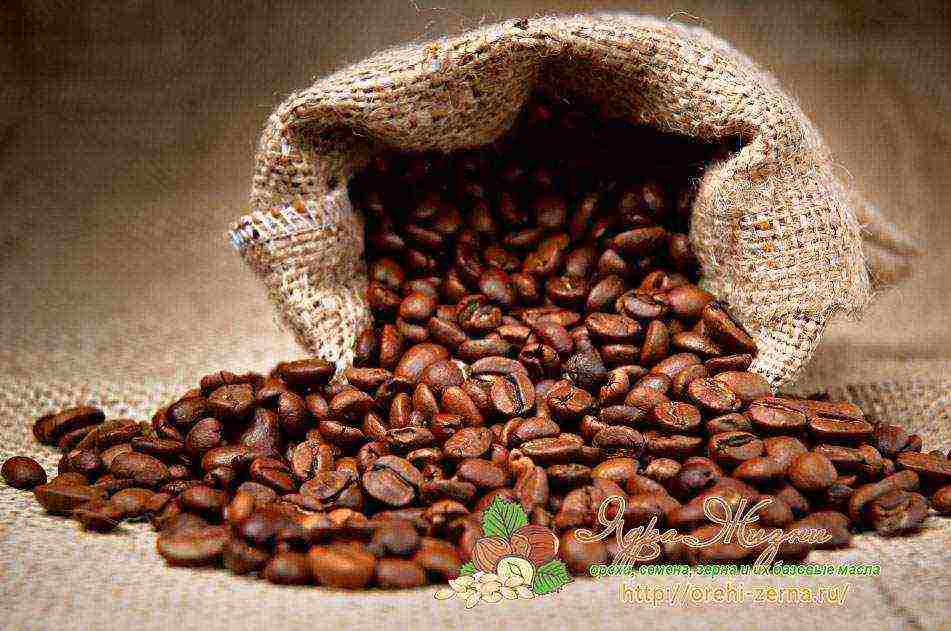 the best varieties of coffee beans