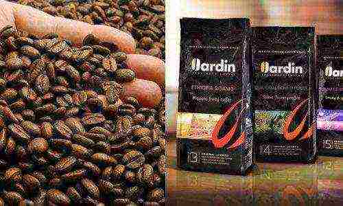 the best varieties of coffee beans