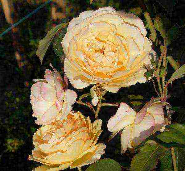 the best varieties of yellow roses